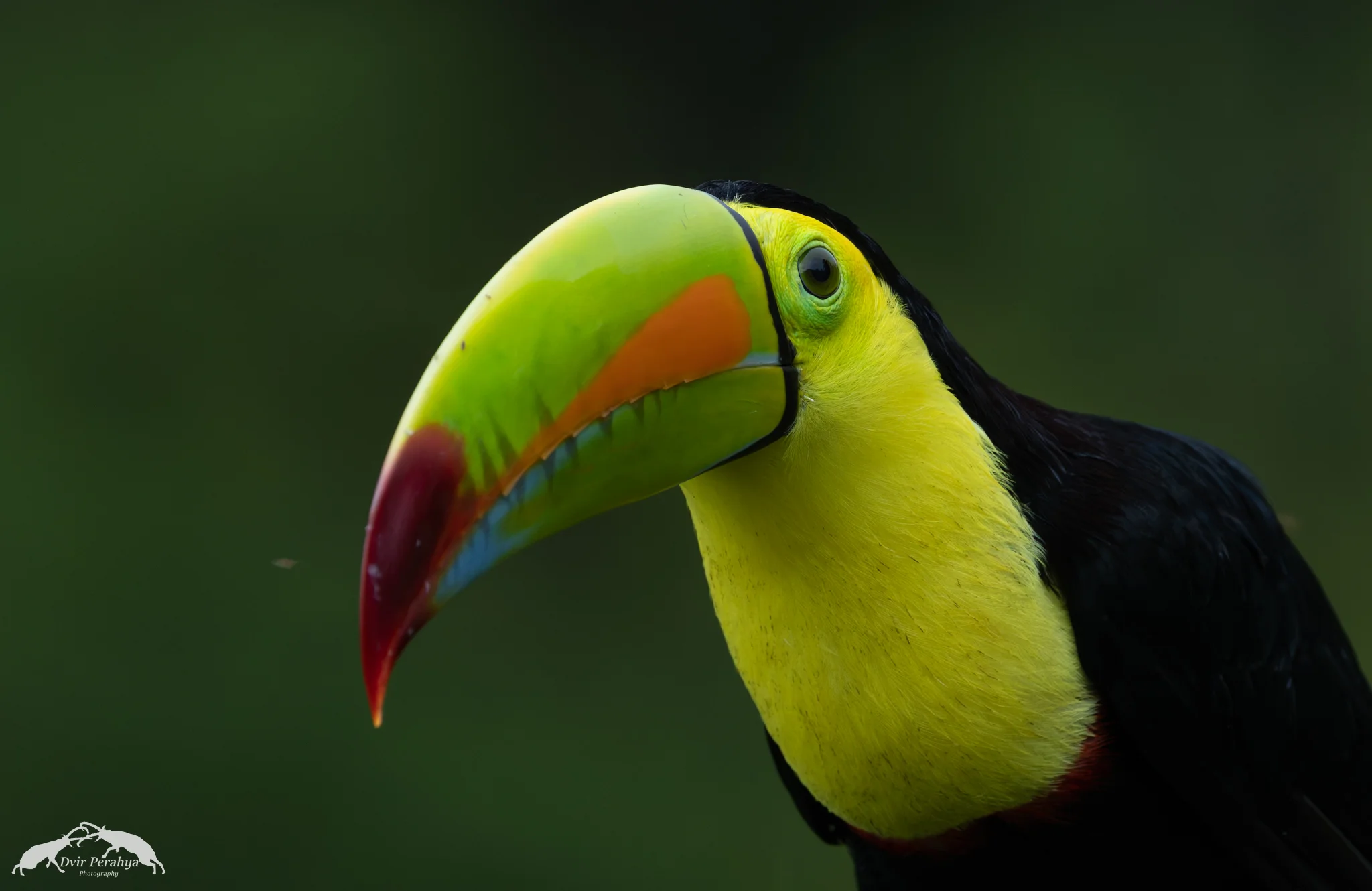 Keel-billed toucan, Boca Tapada